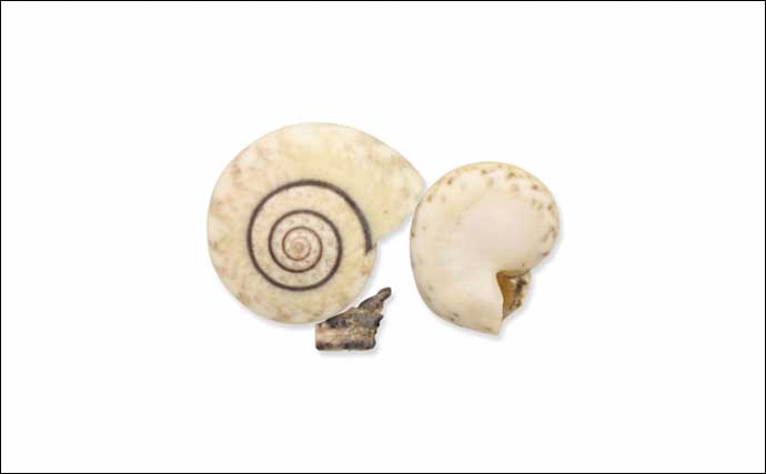 貝塚から大量に出土する巻貝が【日本最古の調味料】の原材料の可能性？