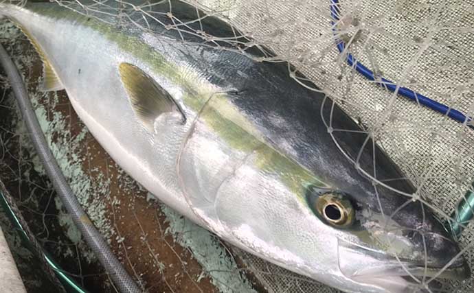 信州中南部の年取り魚『塩ブリ』を釣った魚で再現　6つの調理法で実食