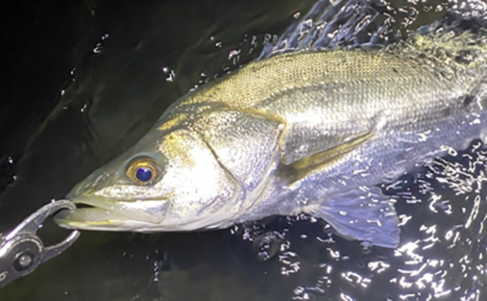 陸っぱりシーバスゲーム釣行前ルーティーン 準備が釣果の7割を決める Tsurinews