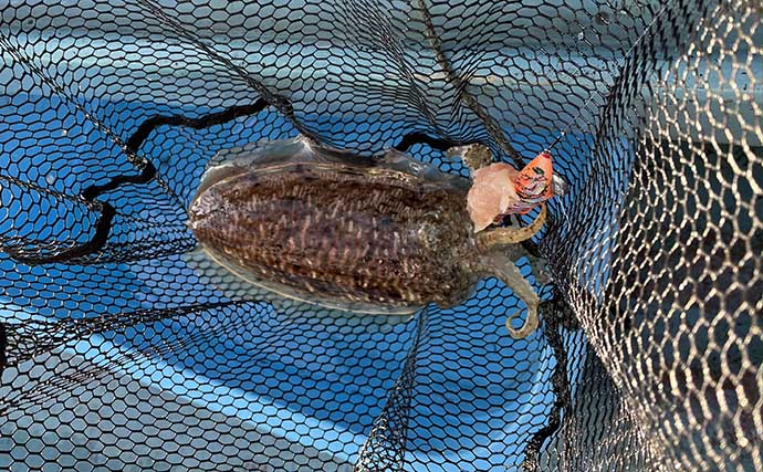 伊勢湾冬の新ターゲット「コウイカ」釣りで本命2匹　鶏肉巻きエギが肝？