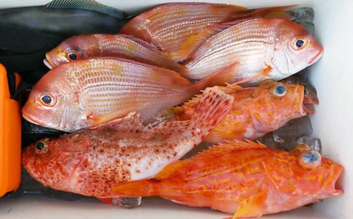 カイワリ五目釣りで釣果多彩　アヤメカサゴやキダイでお土産充実