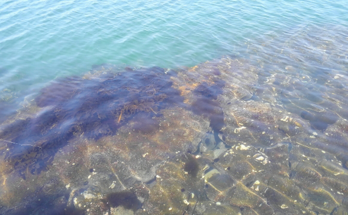 世界で海藻の養殖がブーム　「生食」ではないその用途とは？