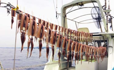 【2022関東】冬の良型スルメ釣り入門解説　タックル・釣り方・食味