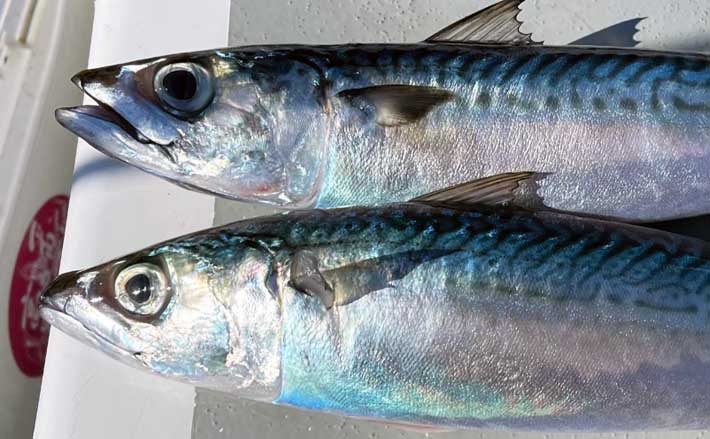 沖鯖釣針30号 100本土佐丹吉 最終大特価（2022年9月 – 第三あさなぎ丸 
