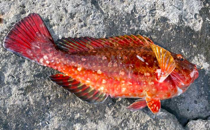 ルアーロッド流用で磯からブダイ釣り 海苔エサで33cm本命をキャッチ Tsurinews