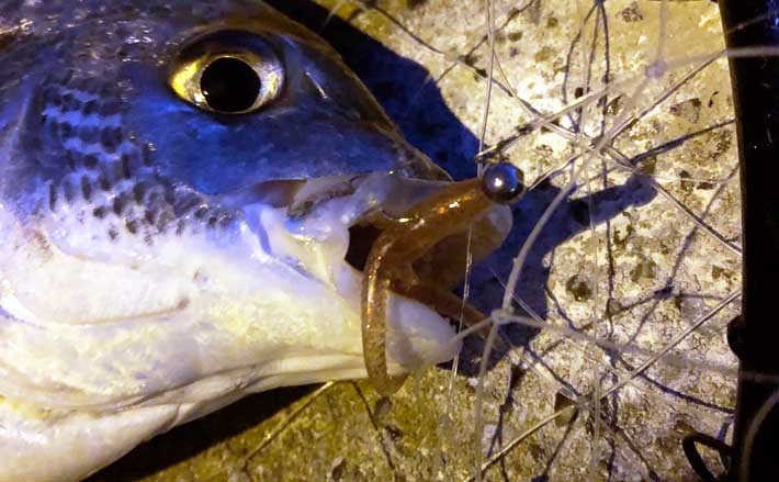 穴場の 汽水域でのルアー釣り のススメ 魚種やストック量は想像以上 Tsurinews