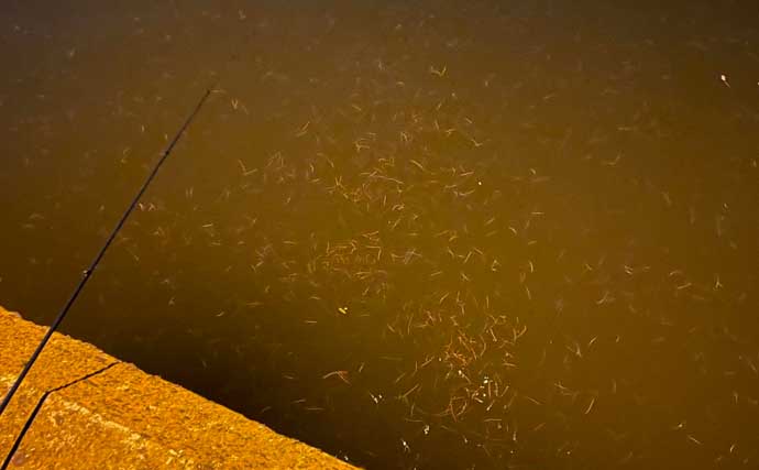 穴場の『汽水域でのルアー釣り』のススメ　魚種やストック量は想像以上