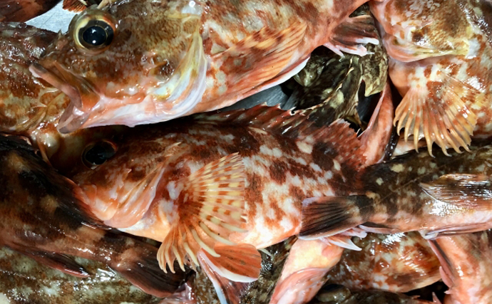 有名仏料理『ブイヤベース』に絶対欠かせてはいけない魚はカサゴ類