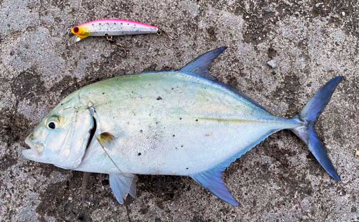 与那国島での陸っぱりルアー釣りでカスミアジ手中 朝マヅメにヒット Tsurinews