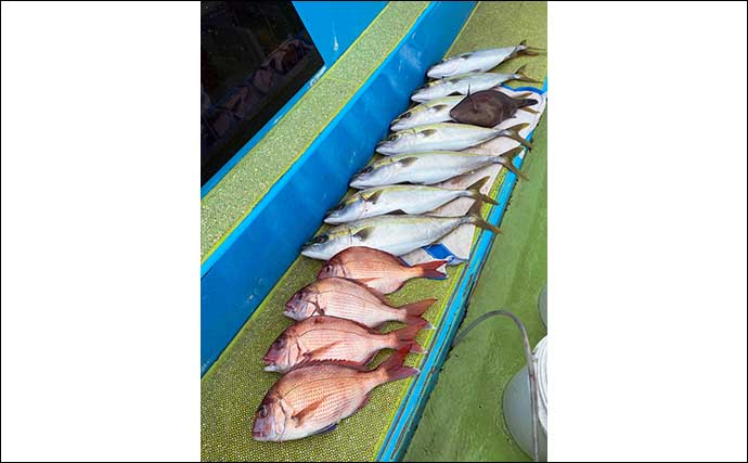 コマセマダイ釣りでイナダ混じりに本命好捕　水温上昇で魚は高活性？