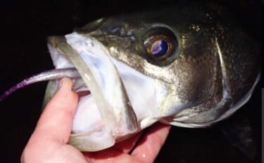 陸っぱりルアー釣り入門に『ソフトルアー(ワーム)』使用のススメ