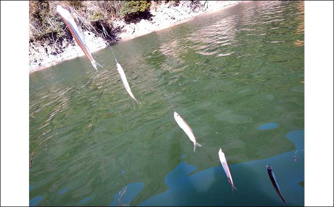 連日安定釣果の津久井湖でワカサギ爆釣1027尾　三刀流釣法にチャレンジ