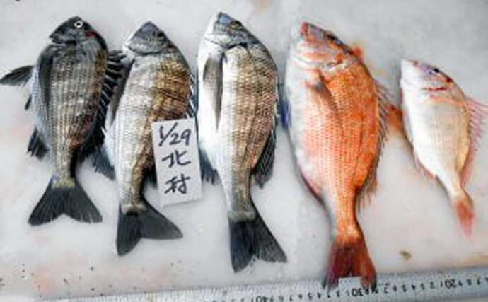 厳寒期のカカリ釣りで真鯛2匹にチヌ3匹の好釣果　くやしい良型バラシも
