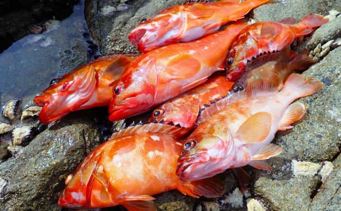 キビナゴエサのフカセ釣りでアカハタを狙う方法　食い渋り時の対策も公開