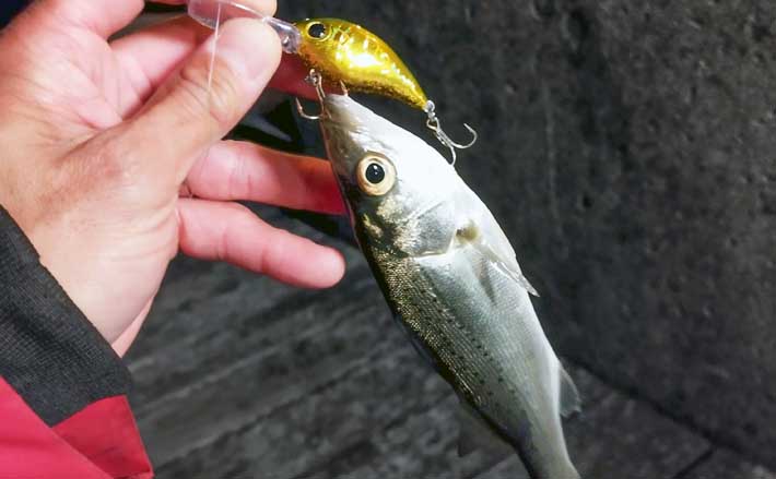 陸っぱりルアーシーバス釣りでセイゴ級2匹 根魚用クランクで強風を攻略 Tsurinews