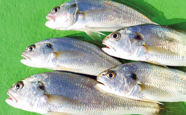 22年 関東の船イシモチ釣り入門 タックル 釣り方 釣況を解説 Tsurinews