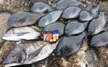 三浦半島でメジナ狙いフカセ釣り　大型不発もクロダイ交じり中型数釣り成功