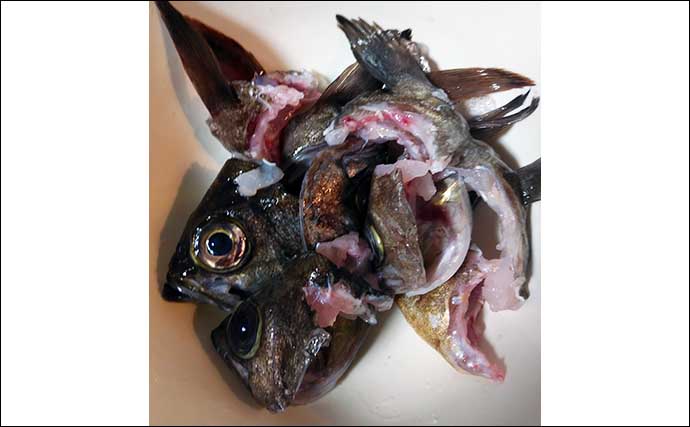 釣り人的「万能ダシ」：白身魚のフュメドポワソン　使用可能な魚種は多彩