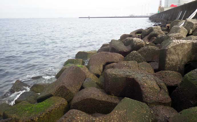 東京湾で『天然の海苔摘み』を満喫　道具・摘み方・下処理方法も紹介