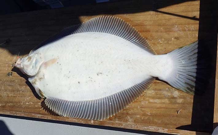 東京湾『船マコガレイ釣り』で45cm大判カレイ浮上 置きザオで狙う
