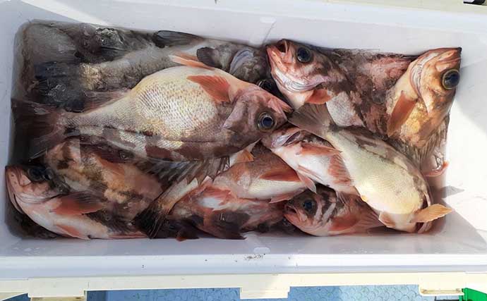 今週の『船釣り情報』特選釣果　春告魚「メバル」が各地で開幕