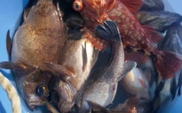今週の『船釣り情報』特選釣果　春告魚「メバル」の釣果が右肩上がり