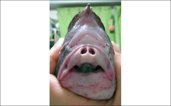 「幻影の怪物」と呼ばれる深海魚が水揚げされて話題に　そのお味は？
