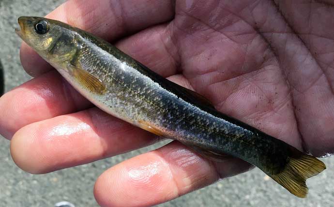 真冬の淡水小物釣りで3魚種2ケタ釣果達成　経験を元にした読みが的中？