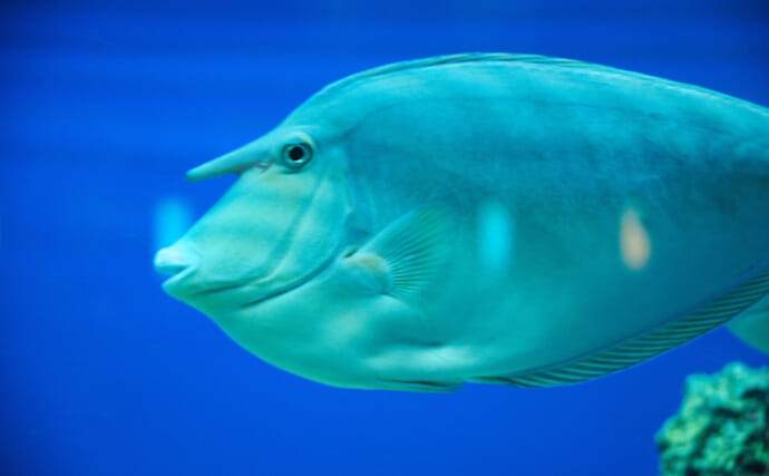 沖縄で旬を迎えた「チヌマン」　名前は似ているけど「チヌ」とは別魚？