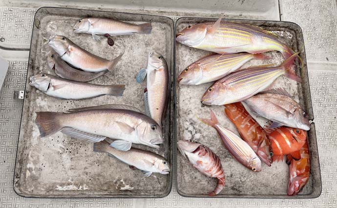 超高級魚シロアマダイ釣りで本命７匹　テンビン仕掛けでキャッチ