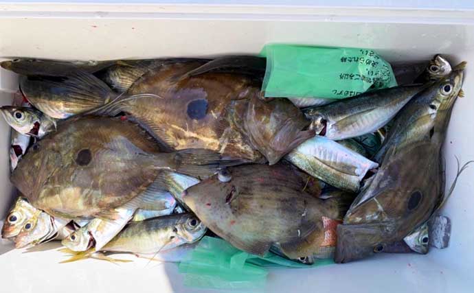 【三重】沖のエサ釣り最新釣果情報　泳がせ釣りでヒラメなど多彩
