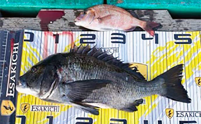 【三重】イカダ＆海上釣り堀最新釣果　クロダイの乗っ込みが本格化