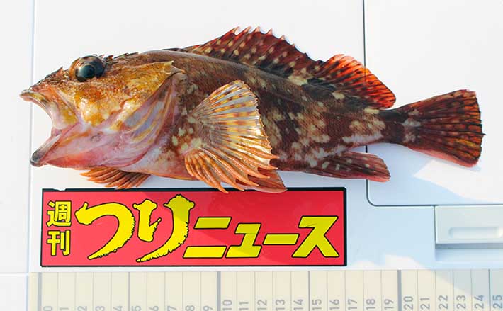 波止の穴釣りで25cm頭にアラカブ13尾 同じ穴にヒットが集中 | TSURINEWS