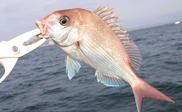 イカナゴ回遊で瀬戸内マダイ釣りシーズン開幕　サビキ仕掛けで65cm浮上