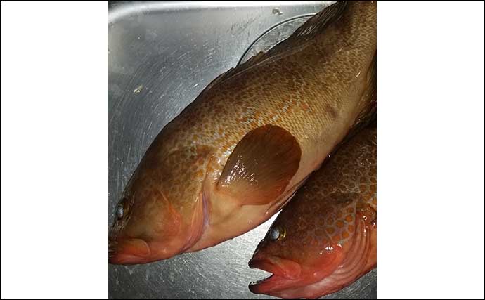 九州エリアの磯で釣れる代表的根魚6種　価格ランキングも紹介