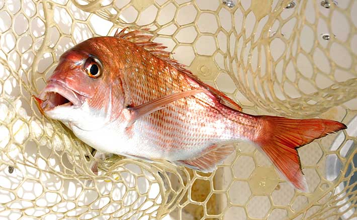 真鯛サビキ 瀬戸内真鯛ハリス40センチ