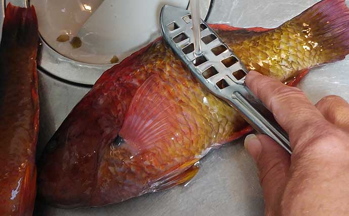 釣り人的「ゲスト魚」レシピ：『アカササノハベラ』の白焼き