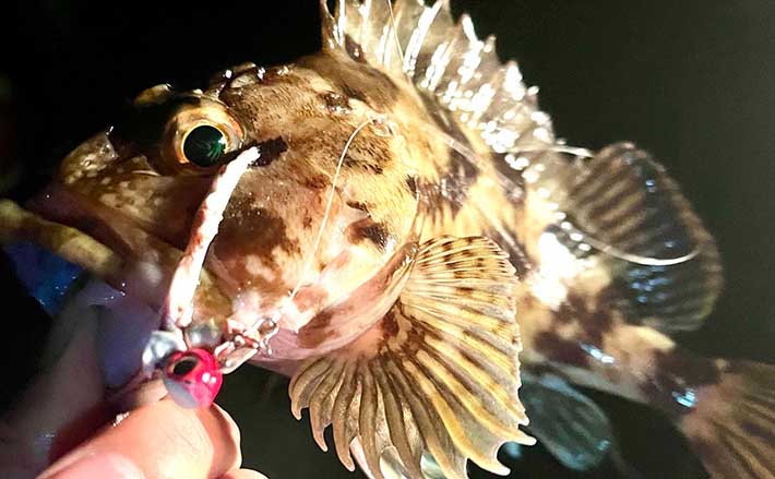 4種の 魚の皮 でカサゴ釣り 数釣るならサーモンで型狙いはマダイ Tsurinews Part 2