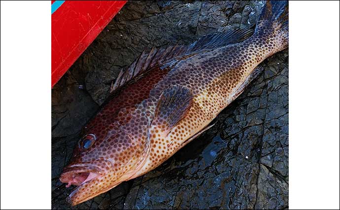九州エリアの磯で釣れる代表的根魚6種　価格ランキングも紹介