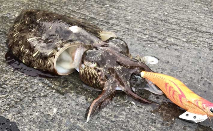 大量まとめ エギまとめ エギング 65点 イカ釣用 コウイカ ルアー アオリイカ 水イカなど J0850 Www Alvenius Ind Br