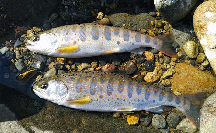 トラウトブローチ　本流アマゴ トラウトブローチ 本流アマゴ トラウトブローチ 本流アマゴ トラウト