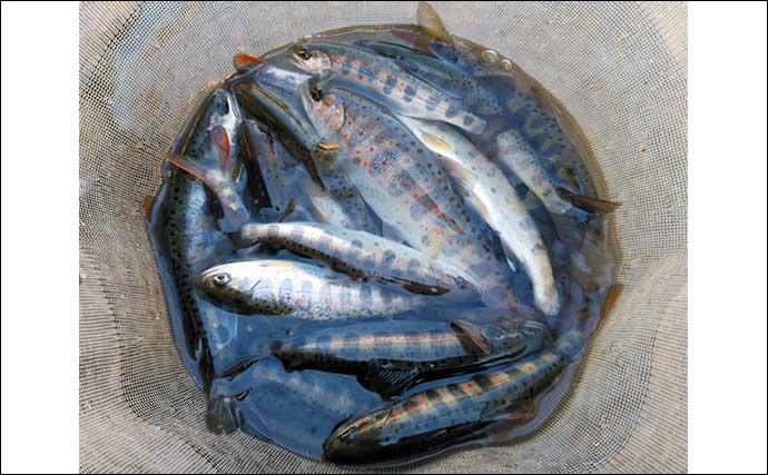 渓流エサ釣りで幅広の本流アマゴ23cm頭に35匹キャッチ