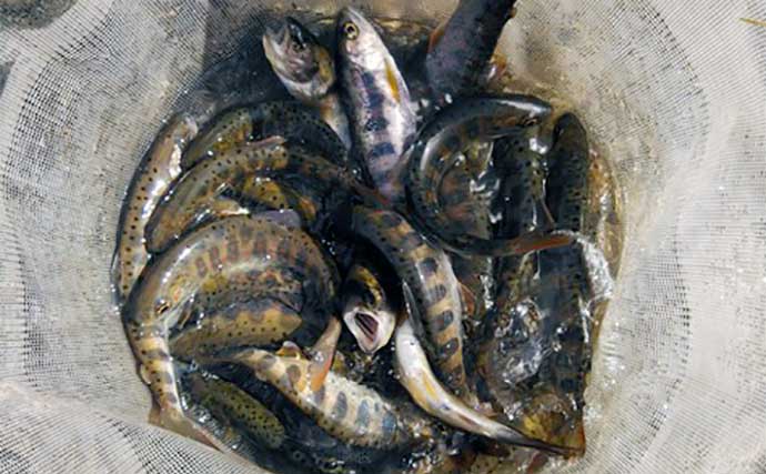 渓流エサ釣りでアマゴ30匹超え　「アマゴ起こしの水」で本番突入か？