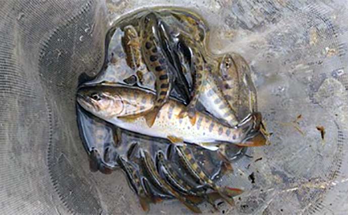 渓流エサ釣りで24cm天然アマゴ　エン堤下で連発するのが初期パターン