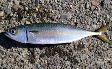 横浜エリアのルアーフィッシングで30cm級サバを手中　カゴ釣りに軍配？