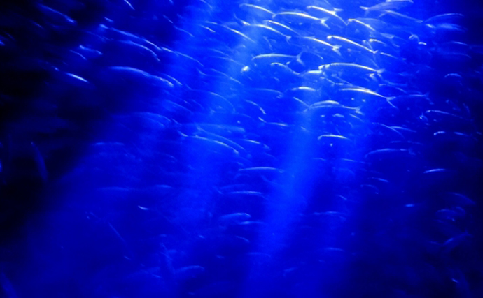 「光」を活用した魚介養殖技術に注目　緑色の光でヒラメが活発になる？