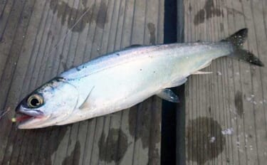 西湖のヒメマス釣りで本命30尾　平均サイズは18cmとやや小ぶり