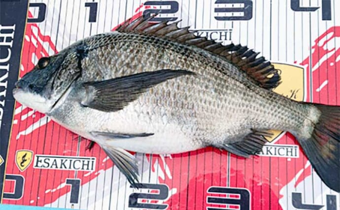【三重】イカダ＆海上釣り堀最新釣果　カカリ釣りで大型クロダイ好調