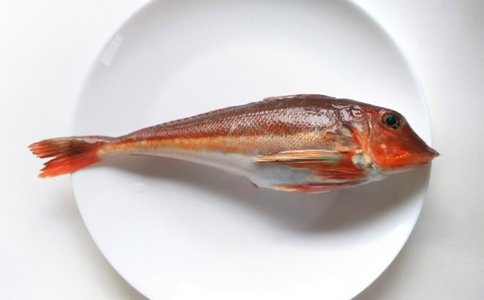 「未利用魚」で作るドッグフードが話題　原材料の『カナガシラ』とは？