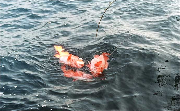 深場釣りで4.1kg良型メヌケ手中　船中60kg級アブラボウズも浮上